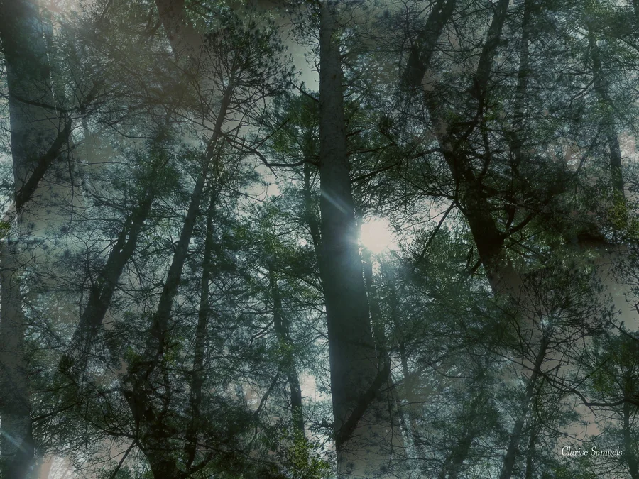 Luz del sol filtrándose entre los árboles de un bosque